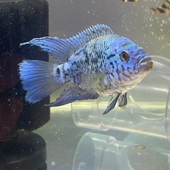 売約済　コバルトブルーデンプシー　熱帯魚　大型魚
