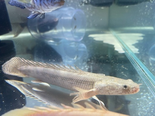 売約済　
コンギクス×アンソルギー　ポリプテルス　熱帯魚　大型魚　古代魚