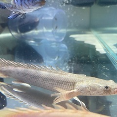 コンギクス×アンソルギー　ポリプテルス　熱帯魚　大型魚　古代魚の画像