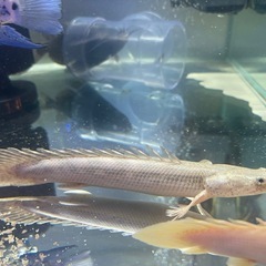 コンギクス×アンソルギー　ポリプテルス　熱帯魚　大型魚　古代魚の画像
