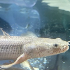 コンギクス×アンソルギー　ポリプテルス　熱帯魚　大型魚　古代魚の画像