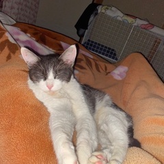 成猫ですが