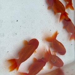 宇野系　らんちゅうの画像