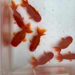 宇野系　らんちゅうの画像