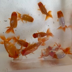 らんちゅうの画像