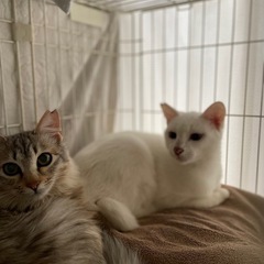 白と薄いキジトラ　とにかく可愛い - 中津市