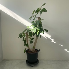 観葉植物　フィカス　ゴムの木　