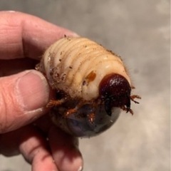 国産カブトムシ幼虫1匹
 