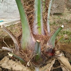 ココスヤシ3月中の特別価格