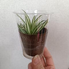 オリヅルランの子株