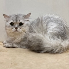 決定🌸ペルシャ🐈5歳♂