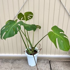 観葉植物　モンステラ　デリシオーサ