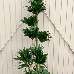 観葉植物　ドラセナ　コンパクタ