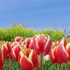 🌷⭐🌷⭐🌷３月１５日まで🌷⭐🌷⭐🌷　１日だけでも歓迎してます🎈　...