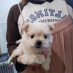 ポメプー子犬　男の子　無料!!