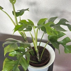【決定】ヒメモンステラ（Mini Monstera / Rhap...