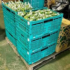 野菜の加工🥬アルバイト 野菜引き取りの画像