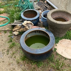 亀　瓶 花瓶　メダカ飼育焼き芋DIYで活用の画像