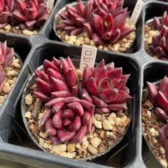 多肉植物　エケベリア　ロビンの画像