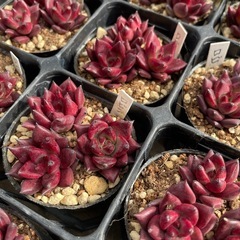 多肉植物　エケベリア　ロビンの画像
