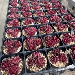 多肉植物　エケベリア　ロビン