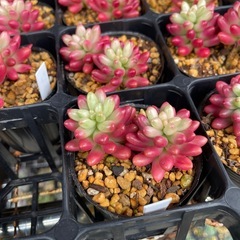 多肉植物　虹の玉　の画像