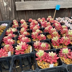 多肉植物　虹の玉　