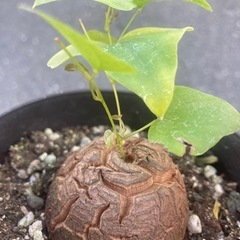 【3/11 20%off】お買い得価格　亀甲竜　観葉植物　塊根植...