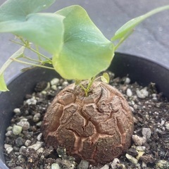 【受付終了】【3/11 20%off】お買い得価格　亀甲竜　観葉植物　塊根植物　ディオスコレア　エレファンティペス　ビザールプランツ　冬型塊根植物の画像