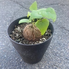 【受付終了】【3/11 20%off】お買い得価格　亀甲竜　観葉植物　塊根植物　ディオスコレア　エレファンティペス　ビザールプランツ　冬型塊根植物の画像