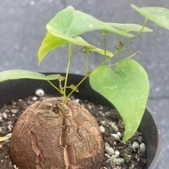 【受付終了】【3/11 20%off】お買い得価格　亀甲竜　観葉植物　塊根植物　ディオスコレア　エレファンティペス　ビザールプランツ　冬型塊根植物の画像