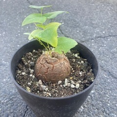 【受付終了】【3/11 20%off】お買い得価格　亀甲竜　観葉植物　塊根植物　ディオスコレア　エレファンティペス　ビザールプランツ　冬型塊根植物の画像