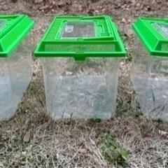 虫かご 透明プラスチック製 　