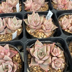 多肉植物　エケベリア　　マディバの画像
