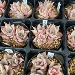 多肉植物　エケベリア　　マディバの画像