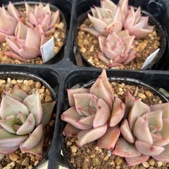 多肉植物　エケベリア　　マディバの画像