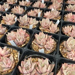 多肉植物　エケベリア　　マディバ