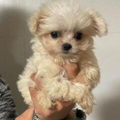 可愛いポメプー🐶小さい女の子💕里親募集 - 犬