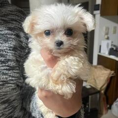 可愛いポメプー🐶小さい女の子💕里親募集 - 富岡市