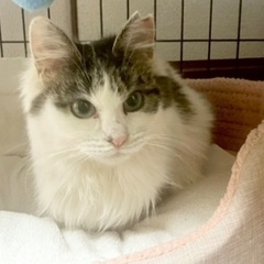 きじしろの長毛♀約3歳🍎