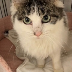 きじしろの長毛♀約1歳🍎 - 宝塚市