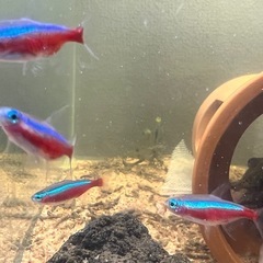カージナルテトラ5匹