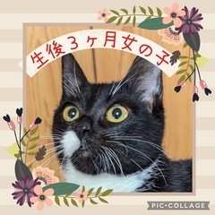 人間大好きフレンドリーな女の子24'11生まれ⭐︎初期医療完了⭐...