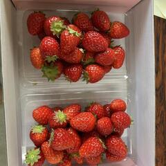 いちご農家③