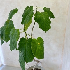 観葉植物フィカス　ウンベラータの画像
