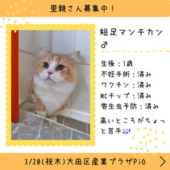 里親募集中！1歳短足マンチカン♂(⋈◍＞◡＜◍)。✧♡