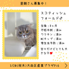 里親募集中！生後8ヶ月スコテッシュフォールド♂(⋈◍＞◡＜◍)。✧♡