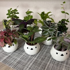 観葉植物(土不使用)アロマディスカスの画像