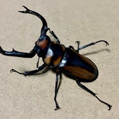 スペキオススシカクワガタ　オス