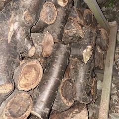 週末限定　桜の木　薪用　丸太の画像